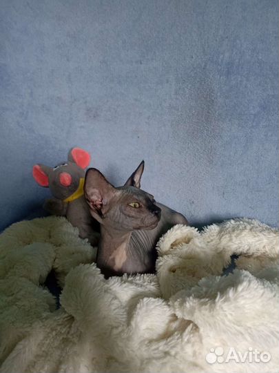 Канадский сфинкс