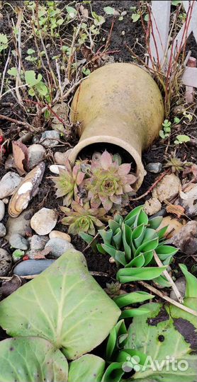 Лилейник, сныть пестролистная