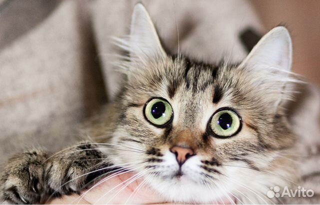 Ласковая Мия в хорошие руки, 3 года