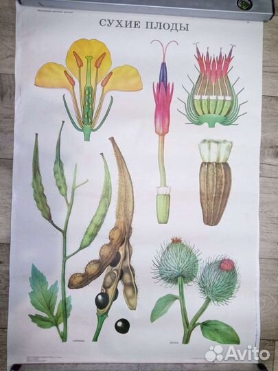 Плакаты по биологии/ботанике СССР