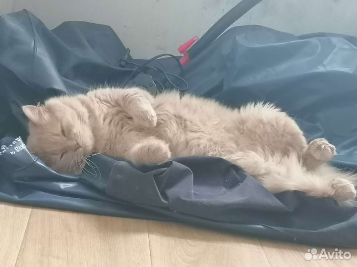 Отдам бесплатно в дар котята