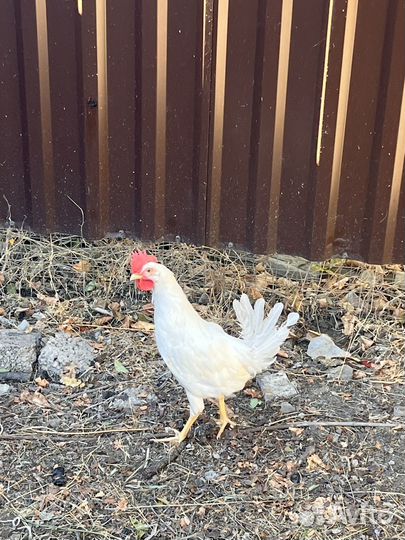 Петушки Легорн