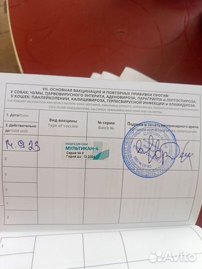 Йоркширский терьер