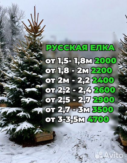 Елка новогодняя живая + доставка/подставка