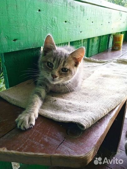 Кошка в дар бесплатно