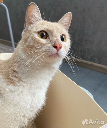 Рыжий котенок девочка в добрые руки