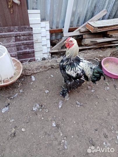 Куры брама