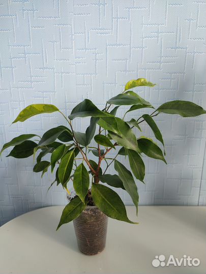 Фикус реджинальд