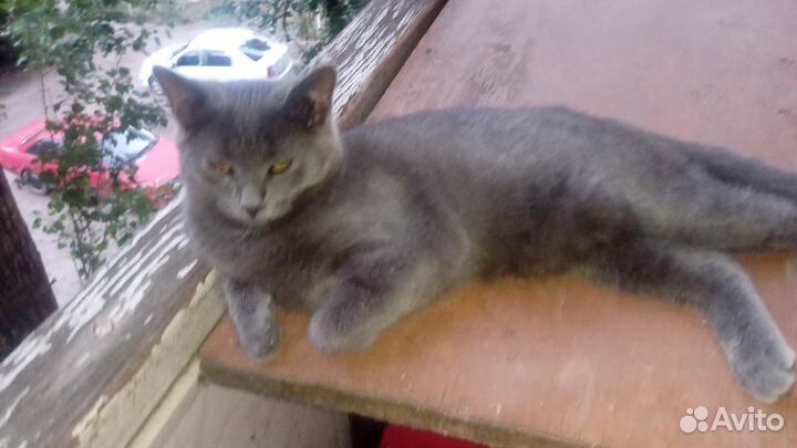 Молодая кошечка в добрые руки