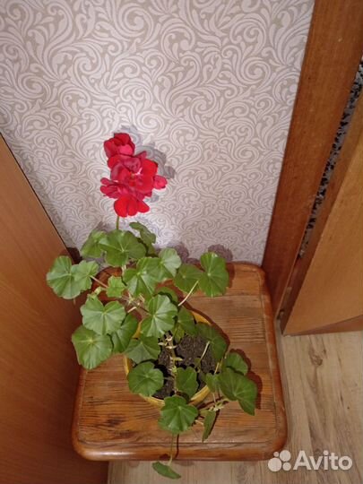 Герань плющелистная ампельная