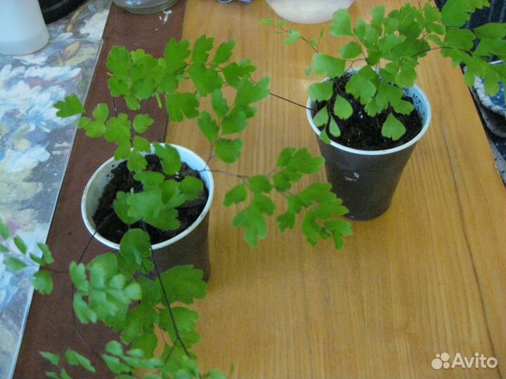 Адиантум, или Венерин волос