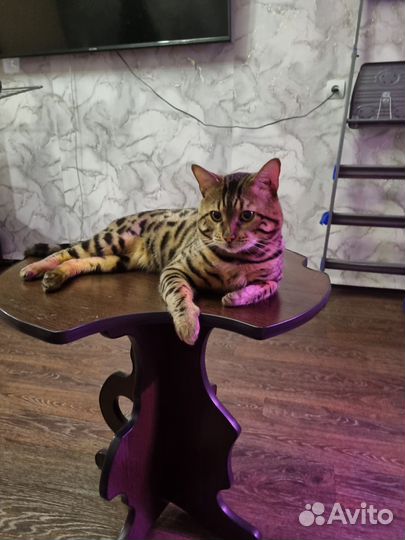 Бенгальский кот вязка