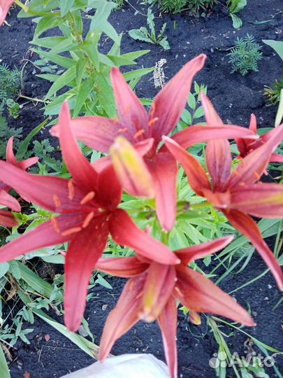 Продам лилии, нарциссы и другие цветы