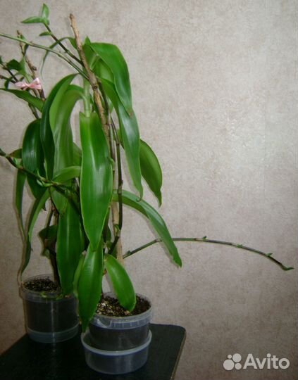 Каланхоэ лечебный,золотой ус,алоэ Вера