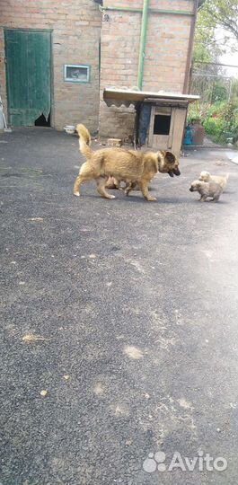 Собаки бесплатно в добрые руки щенки