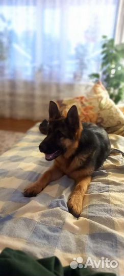 Немецкая овчарка вязка кобель