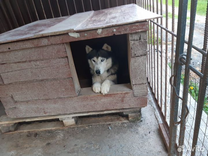 Щенки бесплатно