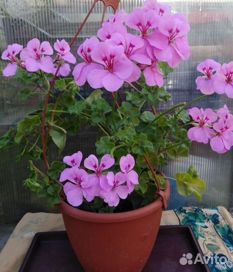 Пеларгония плющелистная 'Happy Face Ametist'
