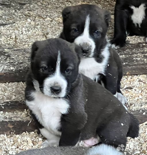 Щенки Алабая