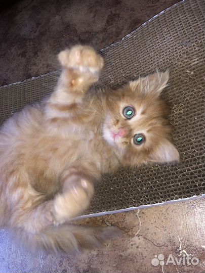 Отдам котенка в добрые руки