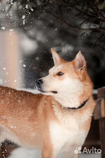 Лайка в добрые руки