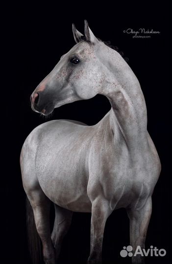 Конский навоз