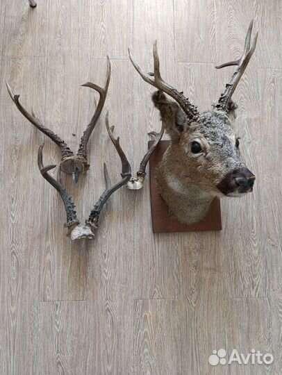 Чучела головы косулей