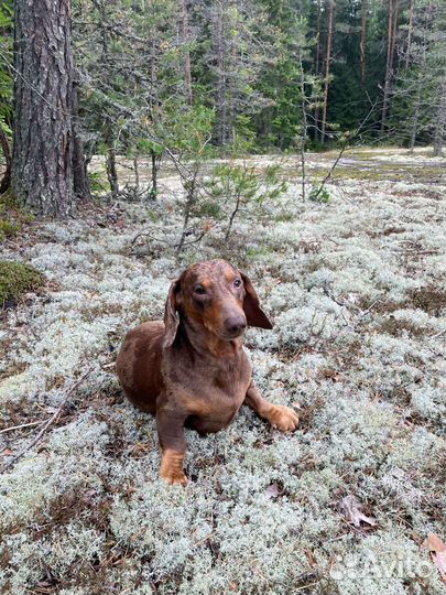 Вязка, такса стандарт, кобель