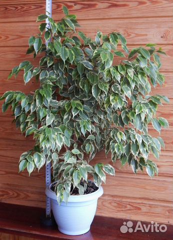 Фикус Кинки. Фикус каучуконосный и др фикусы