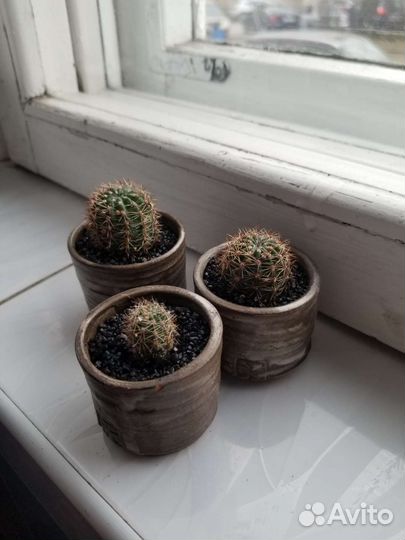 Семейство кактусов