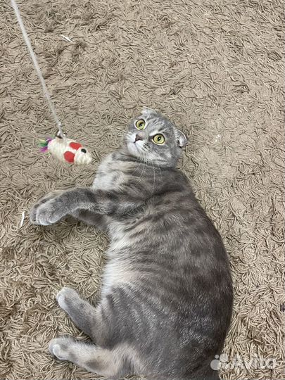 Кошка британка