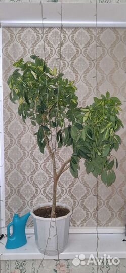 Шефлера комнатная