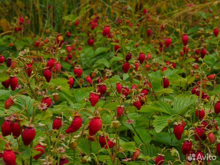Грибы лисички