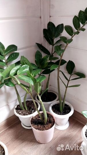 Замиокулькас долларовое дерево