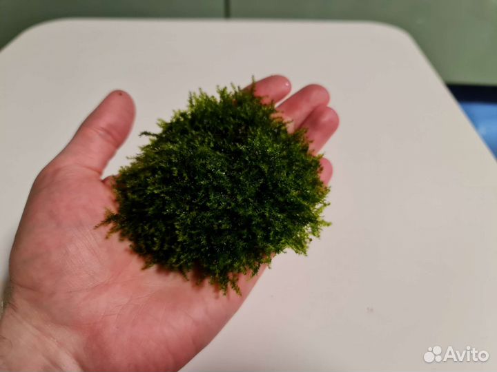 Аквариумные аксессуары, рыбки, растения