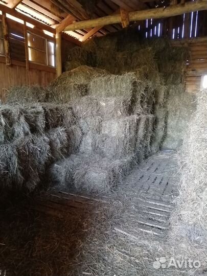 Сено в тюках 2023