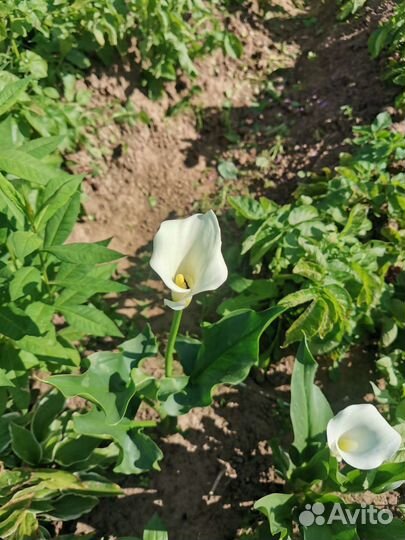 Луковицы каллы