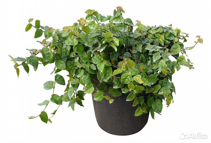 Фикус Пумила