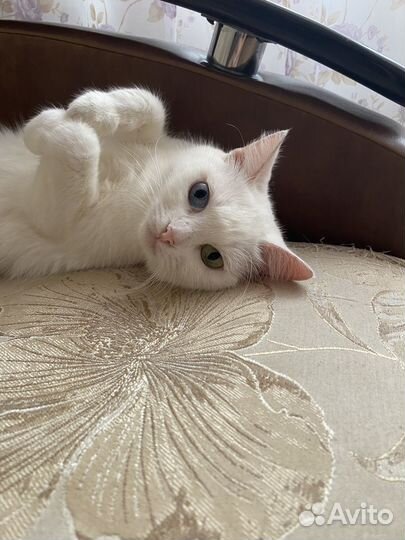 Кошка для вязки