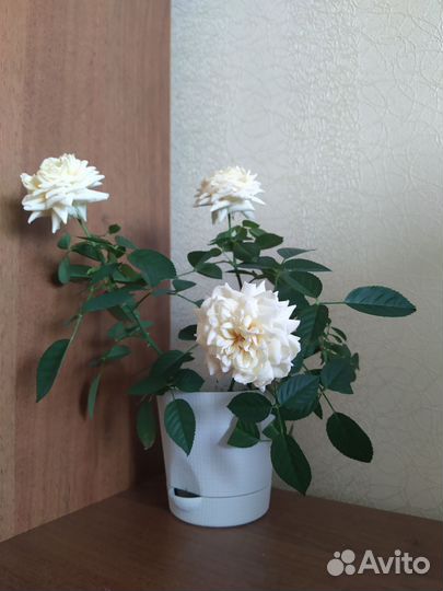 Роза комнатная