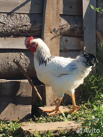 Петухи молодые