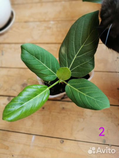 Фикус бенгальский Одри (Андрей)