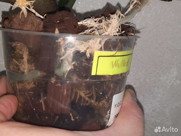 Сортовой фаленопсис Wallet