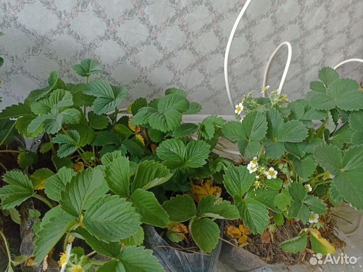 Клубника кусты очень хорошие