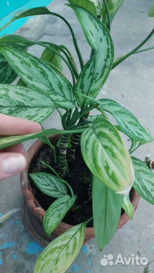 Аглаонема трейба(детки)