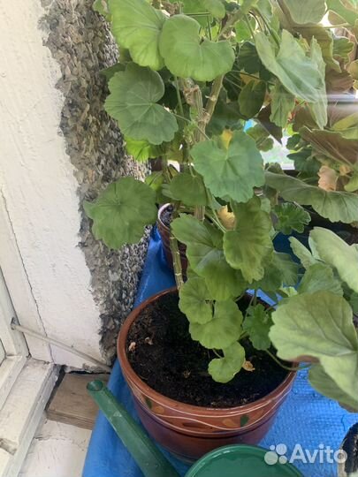 Комнатное растение герань цветущая, Розовая 30 см