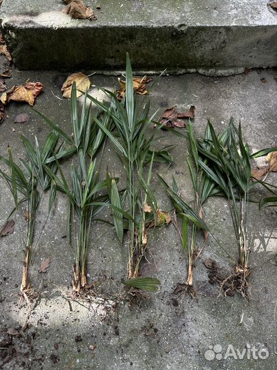 Пальма трахикарпус