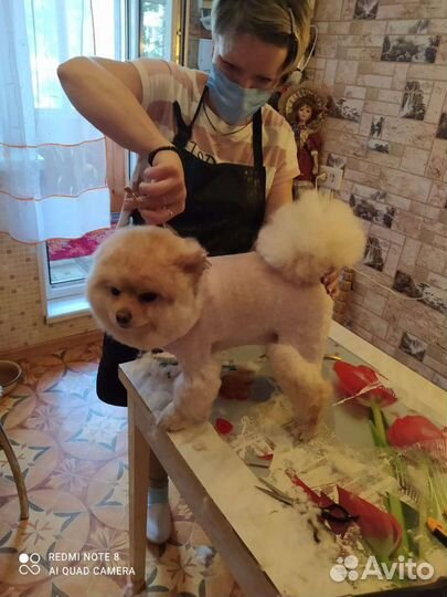 Стрижка собак и кошек с выездом и без