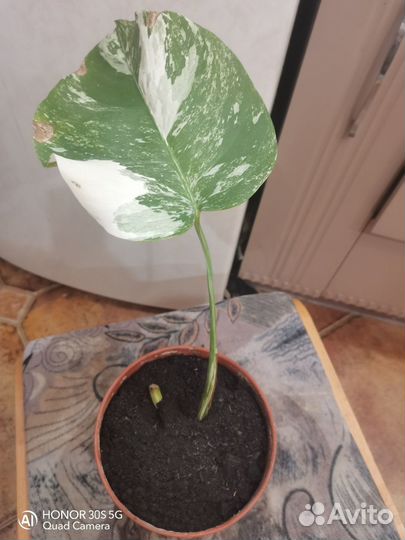 Монстера вариегатная alba