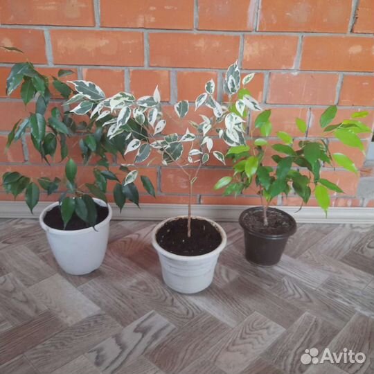 Фикусы бенджамина